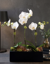 URBAN | Compact Triple Orchid