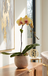 LIORA | Single Planter