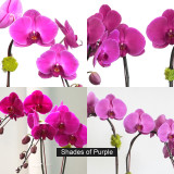 PIANNO | Double Planter