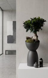 Ginseng Ficus (Ficus macrocarpa) | TROPICAL PLANTER