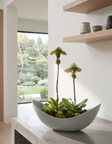 CRESCENT SLIPPER | Seasons Best Double Ladyslipper Orchid