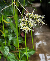 (Dendrobium) Dockrillia calamiforme