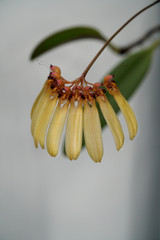 Bulbophyllum longiflorum 'A-doribil Gold'