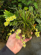Chiloschista viridiflora