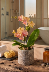 ALDER | Compact Orchid