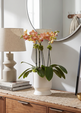 VENZO| Compact Double Orchid