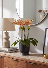 VENZO| Compact Double Orchid