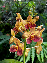 Vanda Motes Burning Sands  'Mary Motes' AM/AOS (lamellata × Motes Goldpiece)