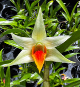 Dendrobium Jiaho Delight 'Red Lip'  (Hsinying Frosty Maree x tobaense)
