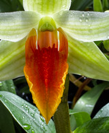 Dendrobium Jiaho Delight 'Red Lip'  (Hsinying Frosty Maree x tobaense)