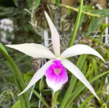 Bc. Angie Schneider (B. ovaliformis x C. violacea v. semi-alba)