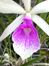 Bc. Angie Schneider (B. ovaliformis x C. violacea v. semi-alba)