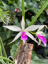 Bc. Angie Schneider (B. ovaliformis x C. violacea v. semi-alba)