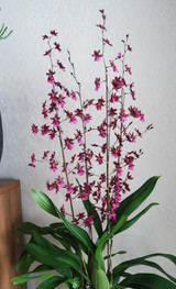Oncidium Sharry Baby 'Sweet Fragrance' AM/AOS