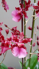 Oncidium Sharry Baby 'Sweet Fragrance' AM/AOS