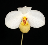 Paphiopedilum emersonii