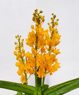 Ascocentrum aurantiacum 'Yellow Bees'