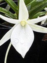 Angraecum rutenbergianum