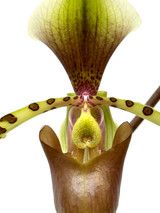 Paphiopedilum Toni Semple (lowii x haynaldianum)
