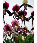 OMNI SLIPPER | Seasons Best Ladyslipper Orchid