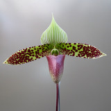Paphiopedilum sukhakulii (select breeding)