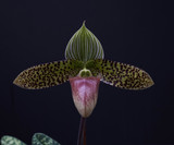 Paphiopedilum sukhakulii (select breeding)