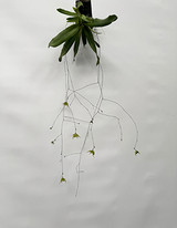 Aeranthes neoperrieri