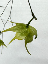 Aeranthes neoperrieri