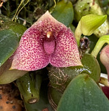 Bulbophyllum disciflora 'Shadow Boxer' AM/AOS x self