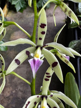 Epidendrum (Posthechea) prismatocarpum 'Sun' x sib