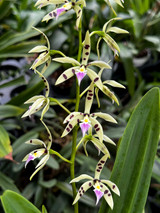 Epidendrum (Posthechea) prismatocarpum 'Sun' x sib