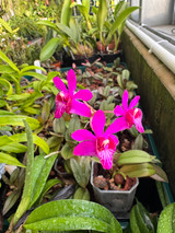 Phalaenopsis (Doritis) pulcherrima 'Dynasty Gem' x self
