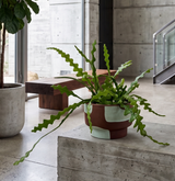 Seasons Best Orchid Cactus | Succulent Planter