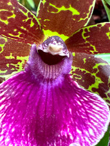 Gptm. Hokulea 'Red Stars' (Gptm. Starburst x Z. Advance Australia)