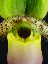 Paphiopedilum Pinocchio (primulinum x glaucophyllum)