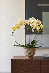 MAREN | Triple Planter