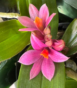 Dendrobium Hibiki 'Tiny Bubbles' FCC/AOS (bracteosum x laevifolium)