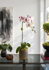 UMBRA | Single Planter