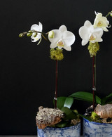 AZURE | Compact Orchid