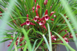 Maxillaria tenuifolia  Maxillaria tenuifolia