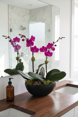 CASA | Compact Double Orchid