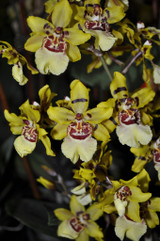 ONCIDIUM SEASONS BEST | Single Planter
