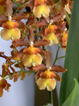 ONCIDIUM SEASONS BEST | Single Planter
