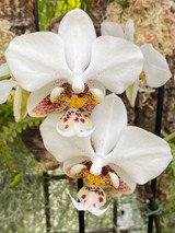 Phalaenopsis stuartiana