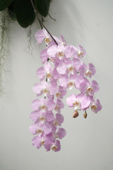 Phalaenopsis sanderiana 'Orchid Dynasty' (Limited meristem!)
