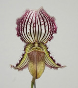 Paphiopedilum fairrieanum