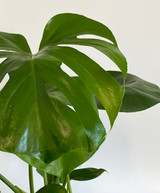 MONSTERA DELICIOSA | Tropical Planter