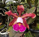 Cattleya schilleriana (select breeding)