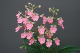 Habenaria Regnieri (rhodocheila x carnea)