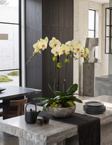 ALDER | Triple Planter
